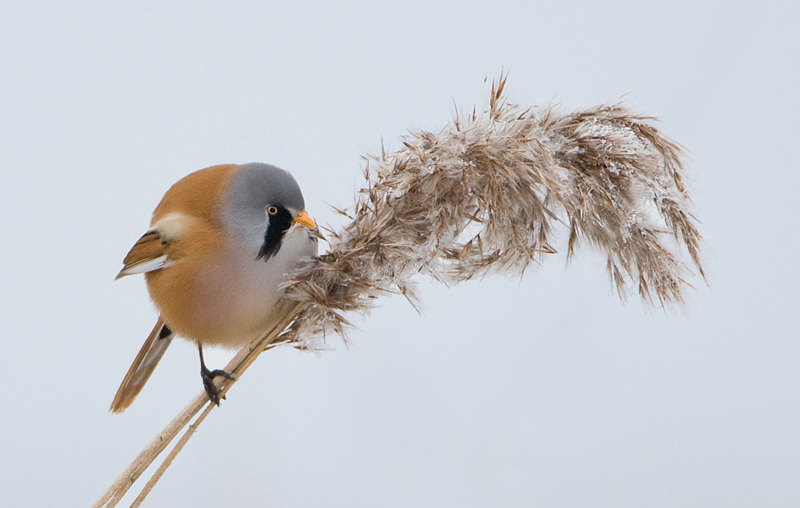 003 baardman man 1.web.jpg